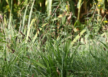 Spitz-Wegerich (Plantago lanceolata) - © Emanuel Trummer